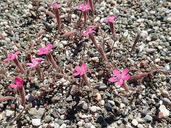 Silene salamandra / Rhodian Catchfly, Rhodos Laerma 24.3.2019