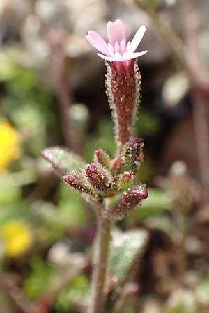 Silene sedoides / Hairy Catchfly, Rhodos Kallithea Terme 4.4.2019