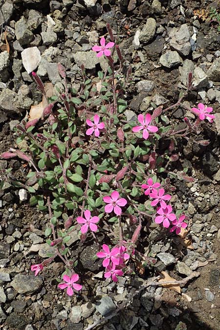 Silene salamandra / Rhodian Catchfly, Rhodos Moni Artamiti 16.3.2023