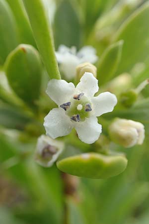 Myoporum laetum \ Drsenstrauch, Ngaio-Baum / Mousehole Tree, Coast Myoporum, Rhodos Kattavia 1.4.2019