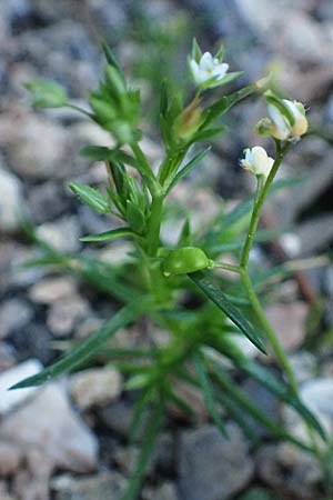 Sabulina tenuifolia subsp. hybrida \ Zarte Miere, Feinblttrige Miere / Fine-Leaved Sandwort, Slender-Leaf Sandwort, Rhodos Moni Kamiri 19.3.2023