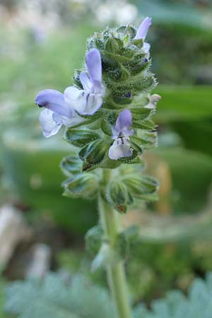 Salvia verbenaca \ Eisenkraut-Salbei / Wild Clary, Rhodos Tsambika 30.3.2019