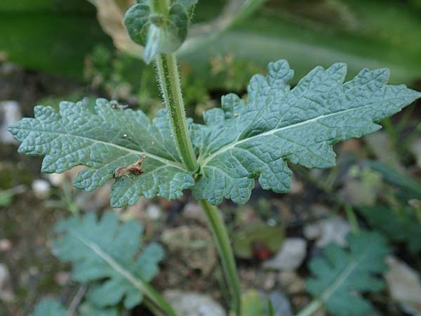 Salvia verbenaca \ Eisenkraut-Salbei / Wild Clary, Rhodos Tsambika 30.3.2019