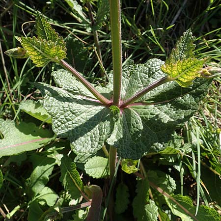 Salvia verbenaca \ Eisenkraut-Salbei / Wild Clary, Rhodos Embona 31.3.2019