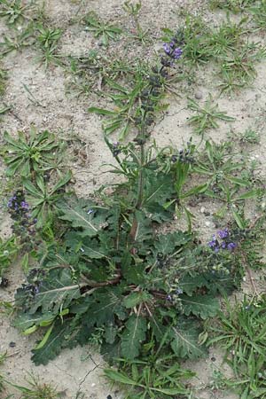 Salvia verbenaca \ Eisenkraut-Salbei / Wild Clary, Rhodos Profilia 5.4.2019