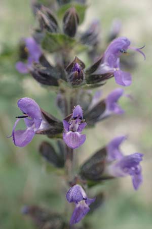 Salvia verbenaca \ Eisenkraut-Salbei / Wild Clary, Rhodos Profilia 5.4.2019