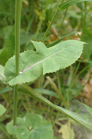 Sonchus oleraceus \ Kohl-Gnsedistel, Rhodos Rhodos City 28.3.2019