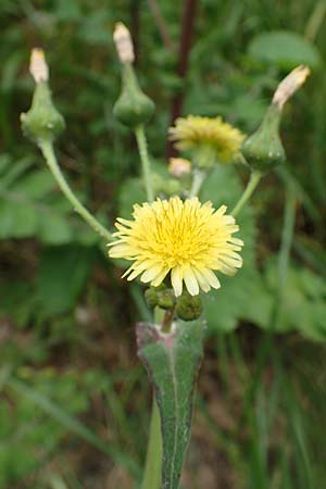 Sonchus oleraceus \ Kohl-Gnsedistel / Smooth Sow-Thistle, Rhodos City 28.3.2019