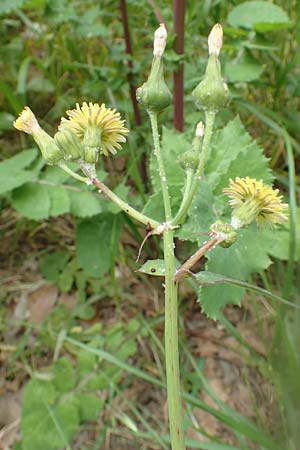 Sonchus oleraceus \ Kohl-Gnsedistel, Rhodos Rhodos City 28.3.2019