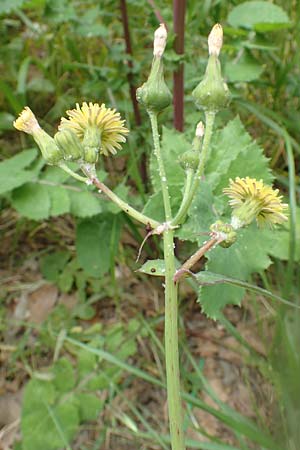 Sonchus oleraceus \ Kohl-Gnsedistel, Rhodos City 28.3.2019