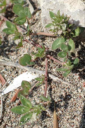 Trifolium spumosum \ Schaum-Klee / Bladder Clover, Rhodos Apolakkia 3.4.2019