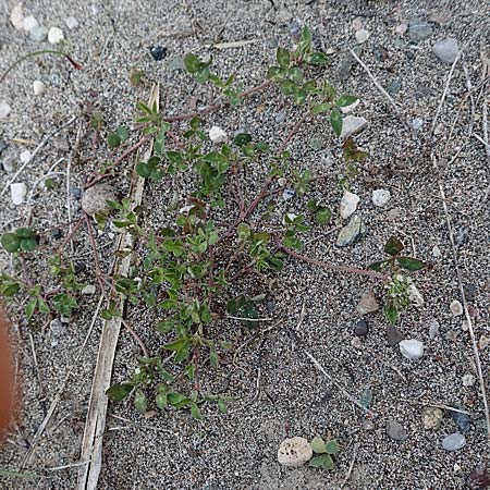 Trifolium spumosum \ Schaum-Klee / Bladder Clover, Rhodos Apolakkia 3.4.2019