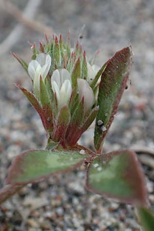 Trifolium spumosum \ Schaum-Klee / Bladder Clover, Rhodos Apolakkia 3.4.2019