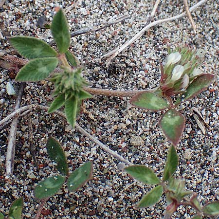 Trifolium spumosum \ Schaum-Klee / Bladder Clover, Rhodos Apolakkia 3.4.2019