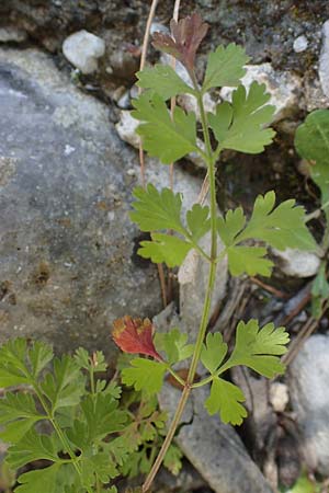 Tordylium apulum \ Apulische Zirmet / Mediterranean Hartwort, Rhodos Skoutouljaris - Schlucht / Gorge 19.3.2023