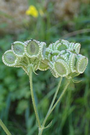 Tordylium apulum / Mediterranean Hartwort, Rhodos Lindos 20.3.2023