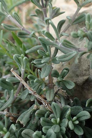 Teucrium brevifolium \ Kurzblättriger Gamander / Coast Germander, Rhodos Prasonisi 26.3.2019