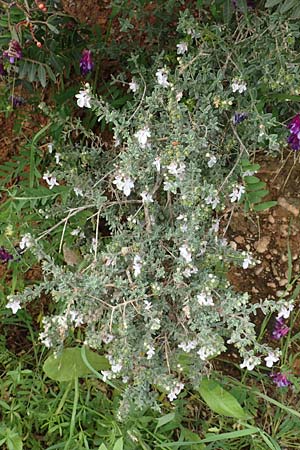 Teucrium brevifolium \ Kurzblttriger Gamander / Coast Germander, Rhodos Kattavia 1.4.2019