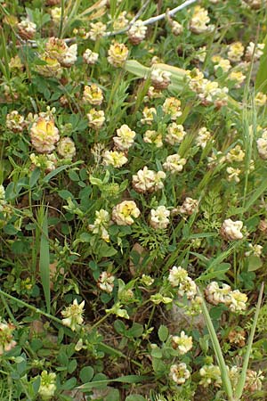 Trifolium campestre / Hop Trefoil, Rhodos Prasonisi 1.4.2019