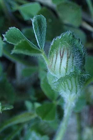 Trifolium cherleri ? \ Cherlers Klee / Cherler's Clover, Hairy Clover, Rhodos Moni Kamiri 19.3.2023