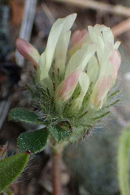 Trifolium cherleri \ Cherlers Klee / Cherler's Clover, Hairy Clover, Rhodos Archangelos 24.3.2023