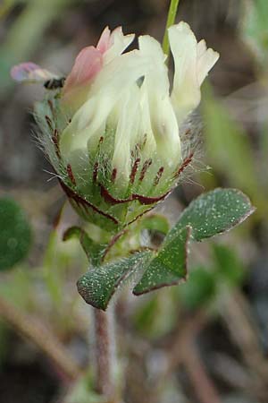 Trifolium cherleri \ Cherlers Klee / Cherler's Clover, Hairy Clover, Rhodos Archangelos 24.3.2023