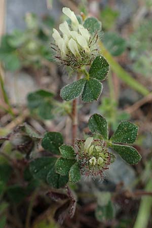 Trifolium cherleri \ Cherlers Klee / Cherler's Clover, Hairy Clover, Rhodos Archangelos 24.3.2023