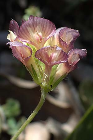 Trifolium grandiflorum / Large-Flower Hop Clover, Purple Clover, Rhodos Moni Artamiti 27.3.2023