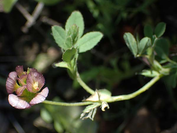 Trifolium grandiflorum \ Grobltiger Klee / Large-Flower Hop Clover, Purple Clover, Rhodos Moni Artamiti 27.3.2023