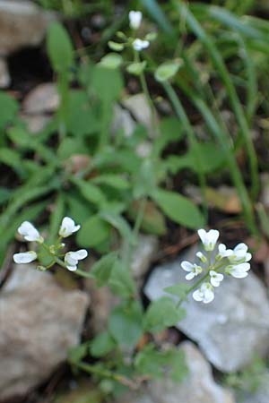 Microthlaspi perfoliatum \ hrchen-Kleintschelkraut, Stngelumfassendes Hellerkraut / Perfoliate Penny-Cress, Claspleaf Penny-Cress, Rhodos Profitis Ilias 2.4.2019