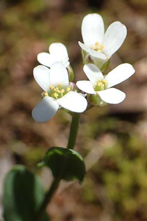 Microthlaspi perfoliatum \ hrchen-Kleintschelkraut, Stngelumfassendes Hellerkraut / Perfoliate Penny-Cress, Claspleaf Penny-Cress, Rhodos Profitis Ilias 2.4.2019