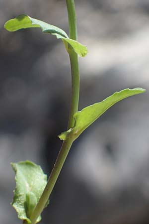 Microthlaspi natolicum subsp. gaillardotii \ Gaillardots Kleintschelkraut / Gaillardot's Penny-Cress, Rhodos Skoutouljaris - Schlucht / Gorge 19.3.2023