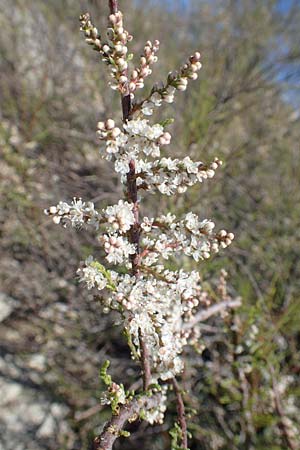 Tamarix parviflora \ Kleinbltige Tamariske / Smallflower Tamarisk, Rhodos Afandou 24.3.2019