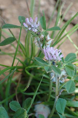 Trifolium resupinatum \ Persischer Wende-Klee, Rhodos Kattavia 26.3.2019