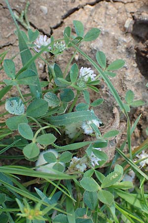 Trifolium resupinatum \ Persischer Wende-Klee, Rhodos Kattavia 26.3.2019