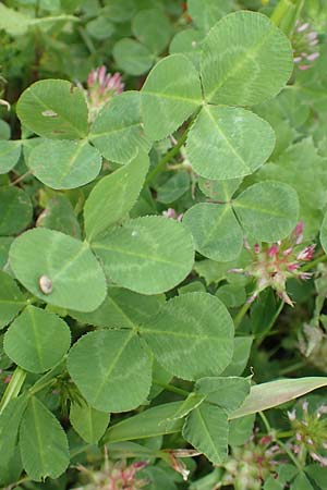 Trifolium spumosum \ Schaum-Klee / Bladder Clover, Rhodos Kattavia 1.4.2019