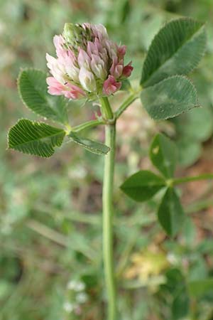 Trifolium spumosum \ Schaum-Klee / Bladder Clover, Rhodos Kattavia 1.4.2019