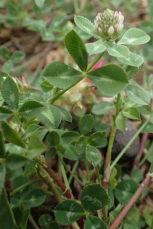 Trifolium spumosum \ Schaum-Klee / Bladder Clover, Rhodos Kattavia 1.4.2019