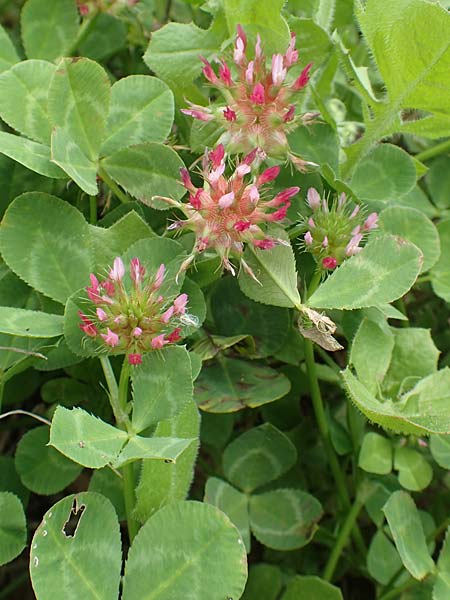 Trifolium spumosum \ Schaum-Klee / Bladder Clover, Rhodos Kattavia 1.4.2019