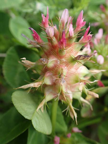 Trifolium spumosum \ Schaum-Klee / Bladder Clover, Rhodos Kattavia 1.4.2019