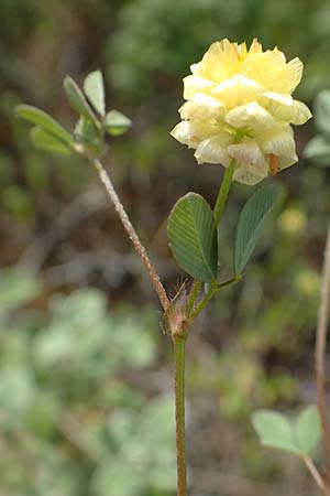 Trifolium campestre / Hop Trefoil, Rhodos Lahania 3.4.2019