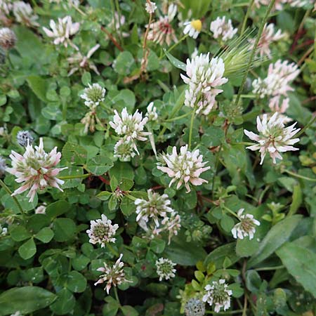 Trifolium repens \ Wei-Klee, Weiklee / White Clover, Rhodos Stegna 17.3.2023