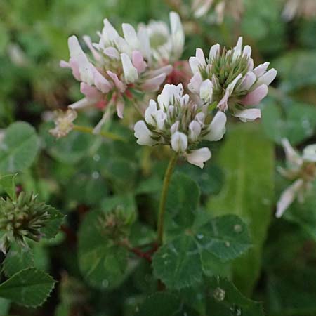 Trifolium repens \ Wei-Klee, Weiklee, Rhodos Stegna 17.3.2023