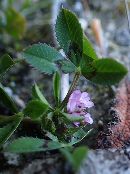 Trifolium resupinatum \ Persischer Wende-Klee / Reversed Clover, Rhodos Moni Kamiri 19.3.2023