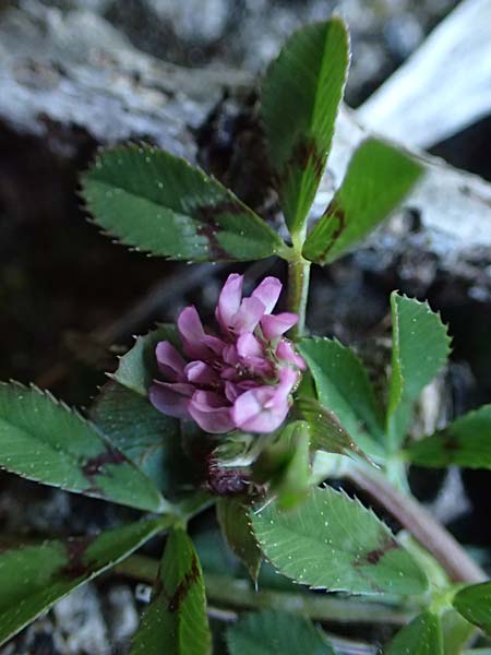 Trifolium resupinatum \ Persischer Wende-Klee / Reversed Clover, Rhodos Moni Kamiri 19.3.2023