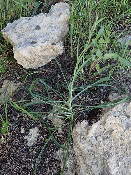 Tragopogon coelesyriacus / Long-Beaked Salsify, Rhodos Lindos 20.3.2023