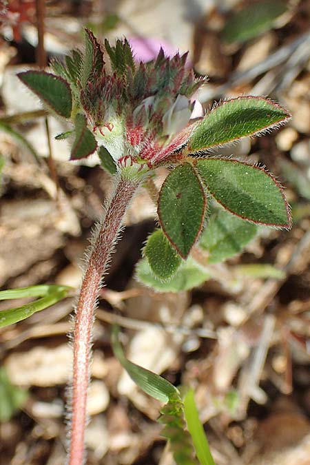 Trifolium scabrum \ Rauer Klee / Rough Clover, Rhodos Monolithos 31.3.2019