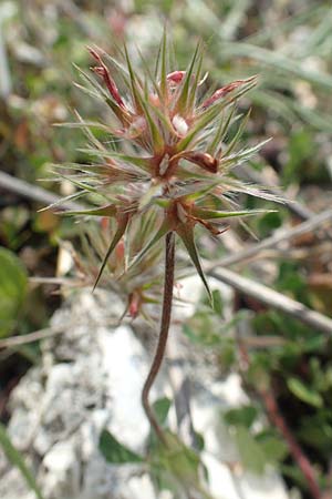 Trifolium stellatum \ Stern-Klee, Rhodos Kattavia 1.4.2019