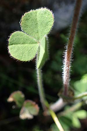 Trifolium stellatum \ Stern-Klee, Rhodos Kolymbia 18.3.2023