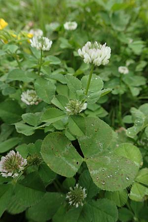 Trifolium repens \ Wei-Klee, Weiklee / White Clover, Rhodos City 28.3.2019